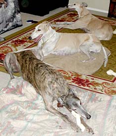 Garak, Lucky and Angel