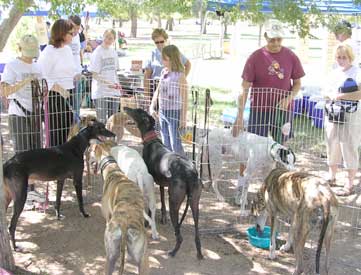 Hounds