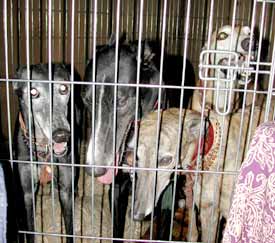 The Wilkens hounds