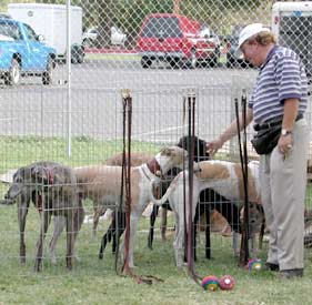 Hounds