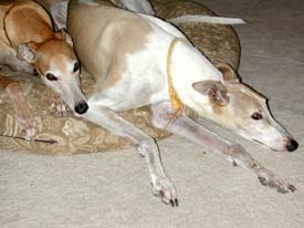 Cooper and Lucky
