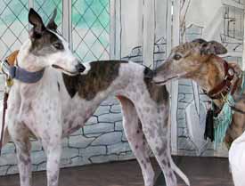Pinto and Rahja